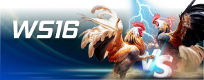 WS168 CockFighting