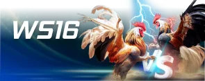 WS168 CockFighting